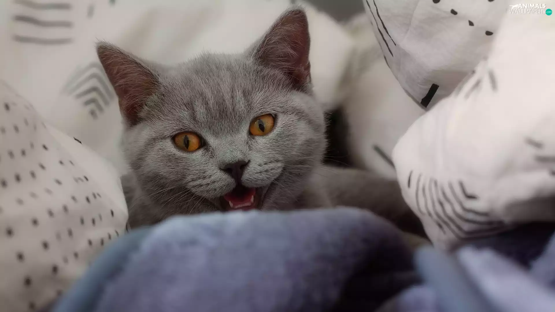 British Shorthair Cat, pillows