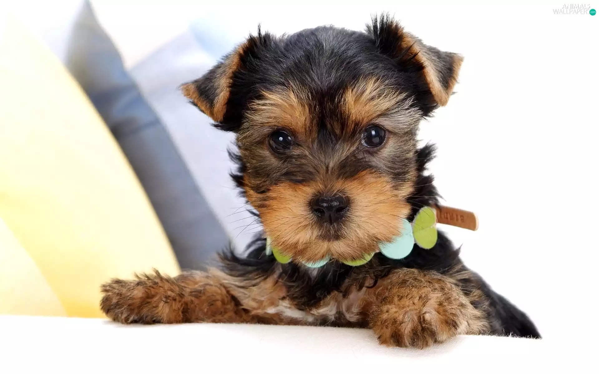 dog, pillows, dog-collar, York