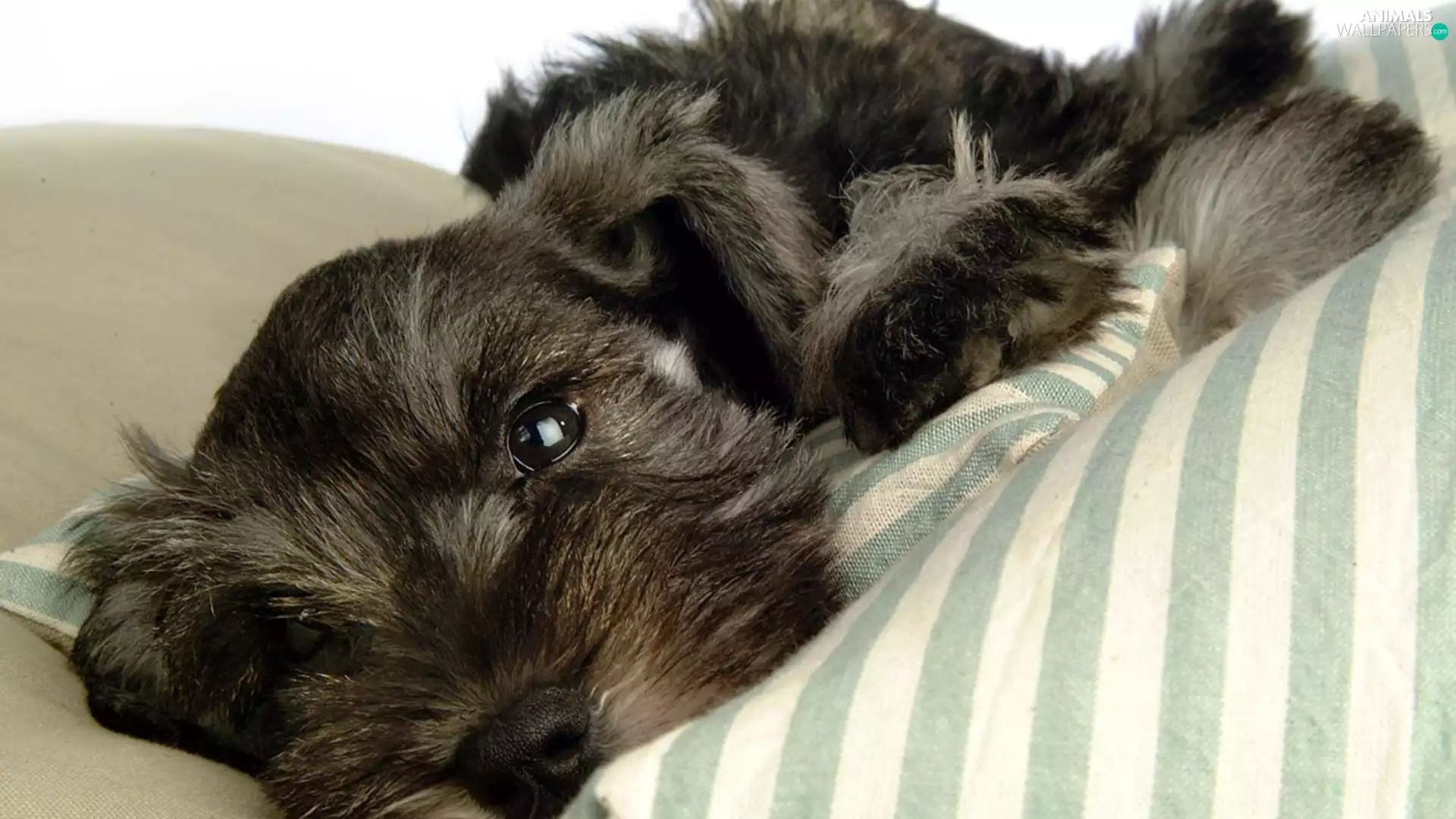 schnauzer, ##, stripes, pillows