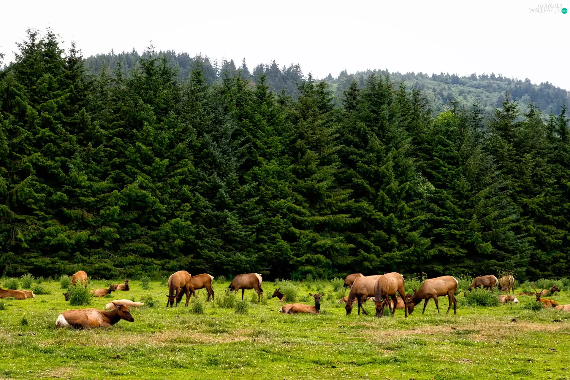 Meadow, herd, forest, pine, Mountains, deer