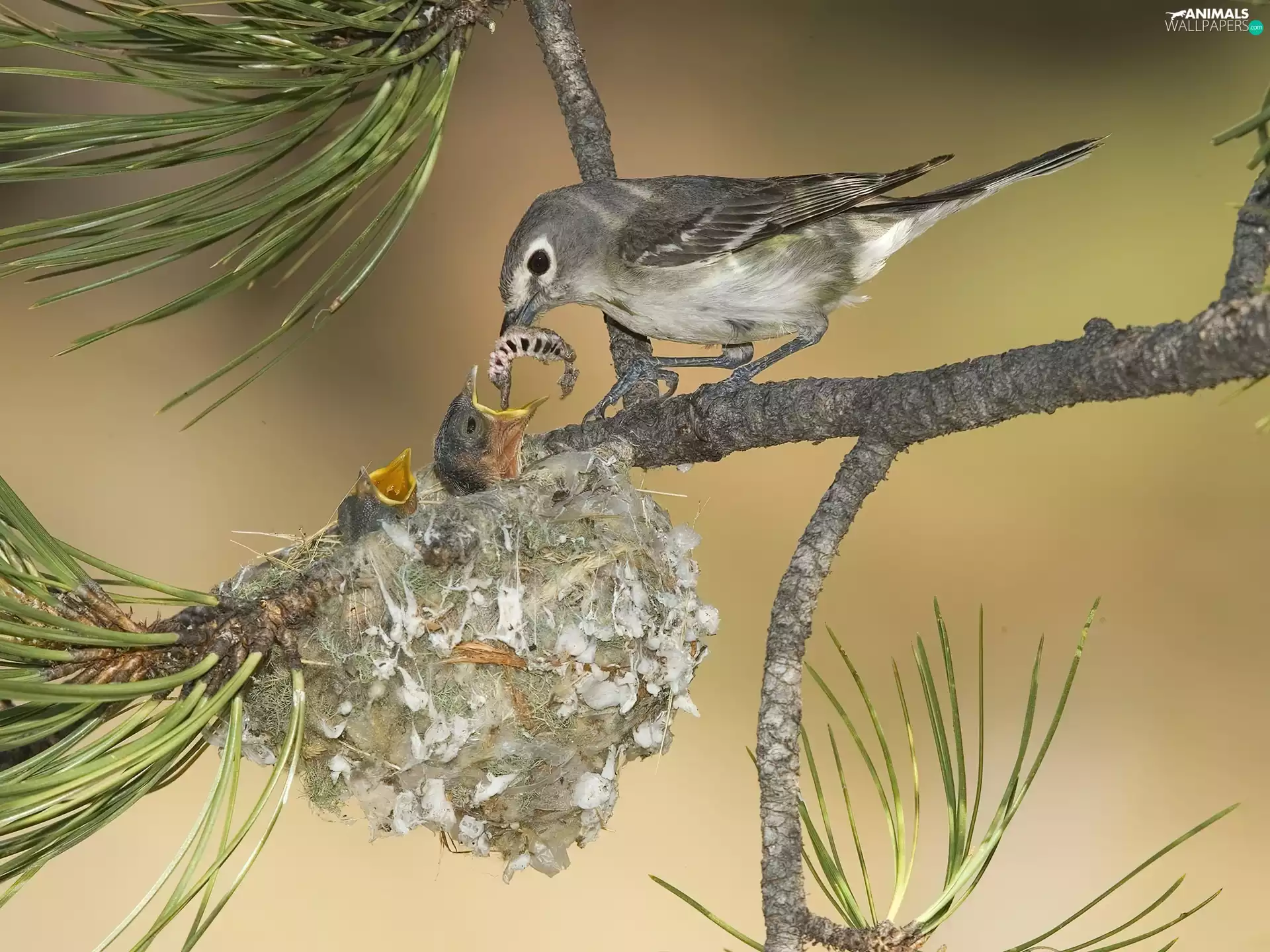 twig, pine, nest, feeding, Bird