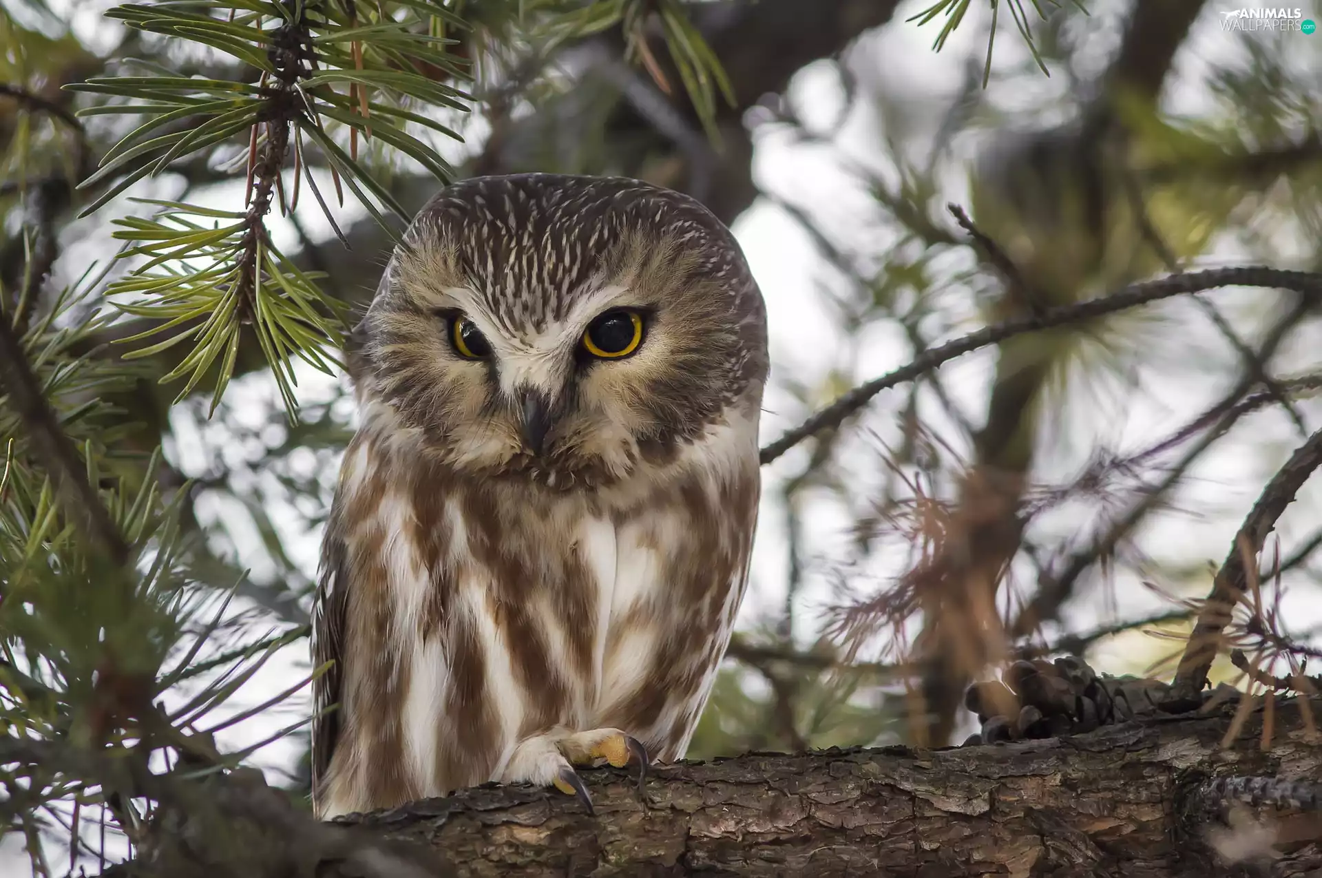 Owl, Bird, trees, pine, branch, owl