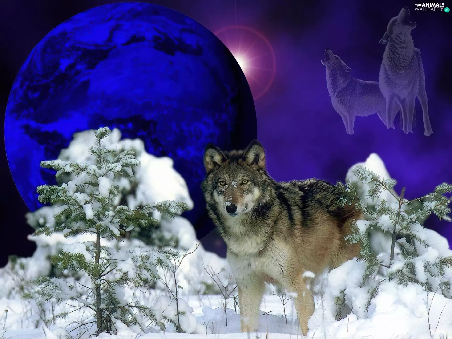 Wolf, snow, moon, pine