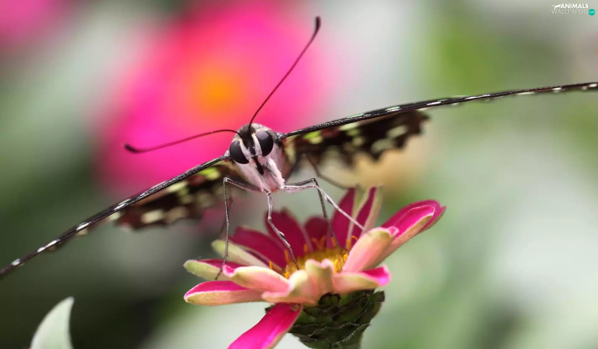 Colourfull Flowers, butterfly, Pink