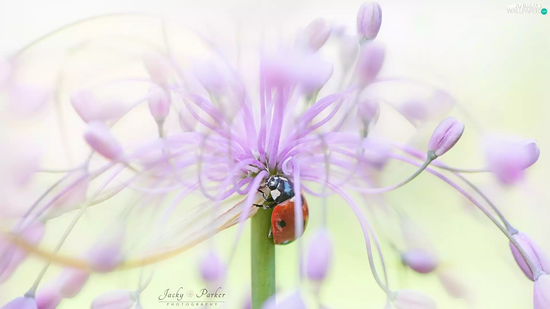 Close, Pink, Colourfull Flowers, ladybird