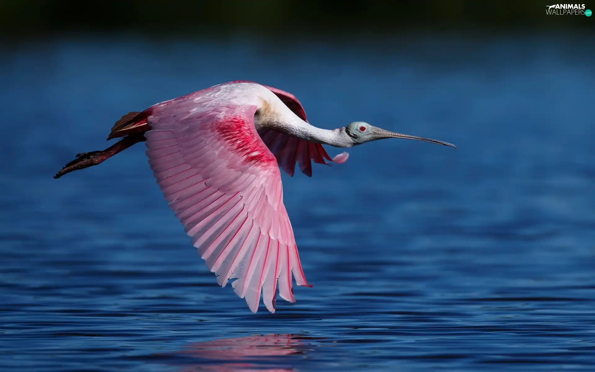 flight, Bird, Pink Spoonbill