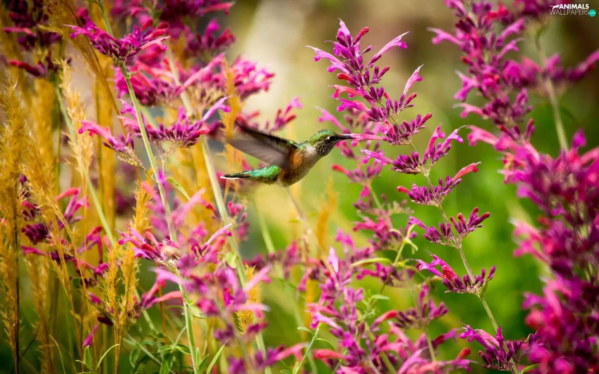Flowers, humming-bird, Pink