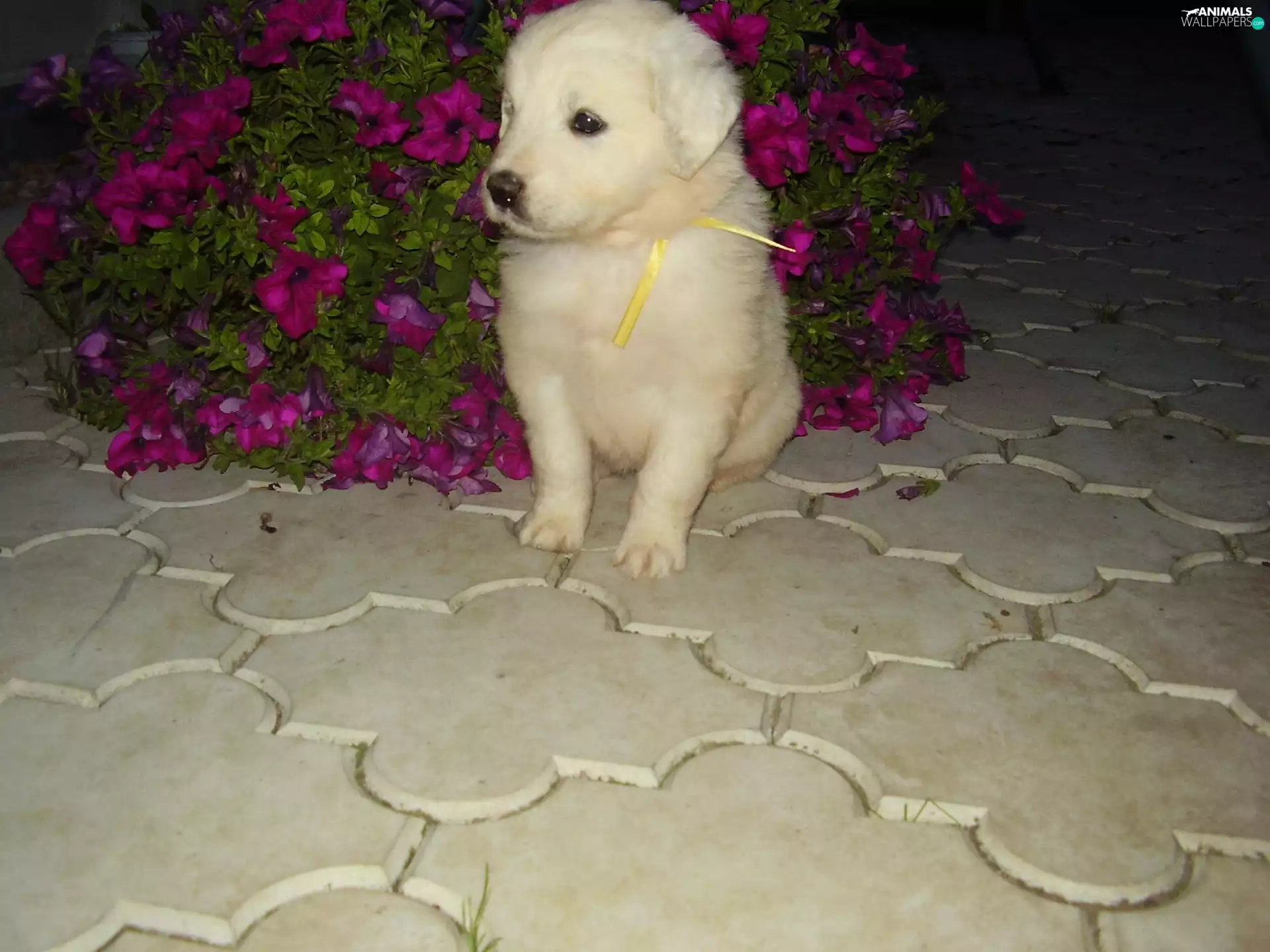 Flowers, slovak czuwacz, Pink