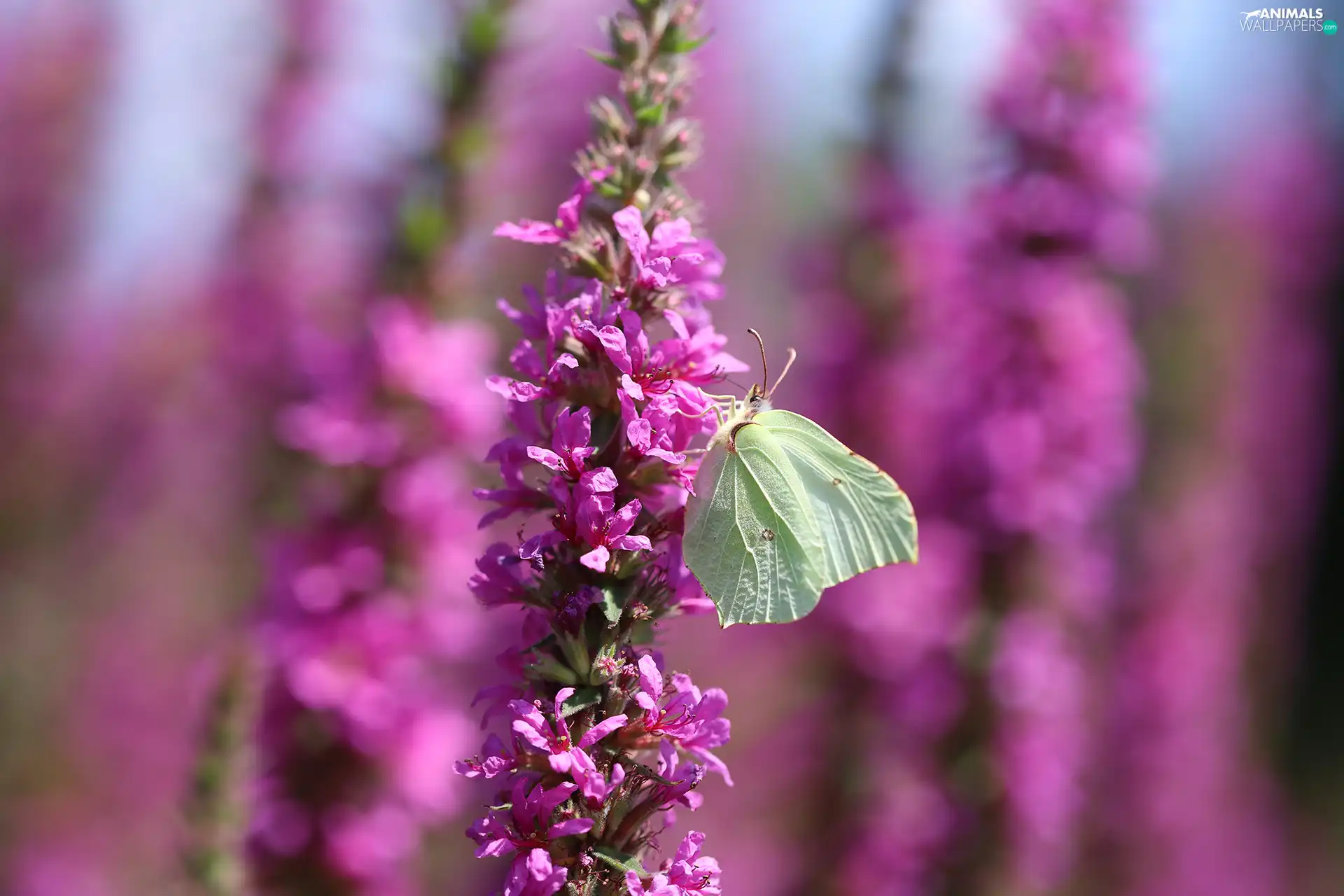 butterfly, Pink, Flowers, Gonepteryx rhamni