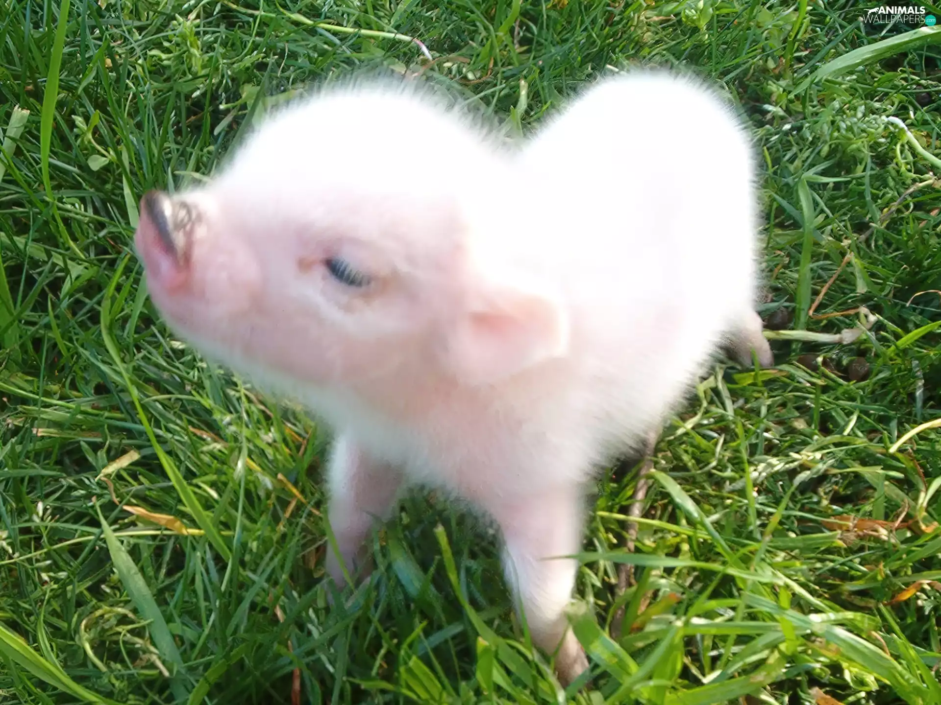 guinea pig, small, Pink