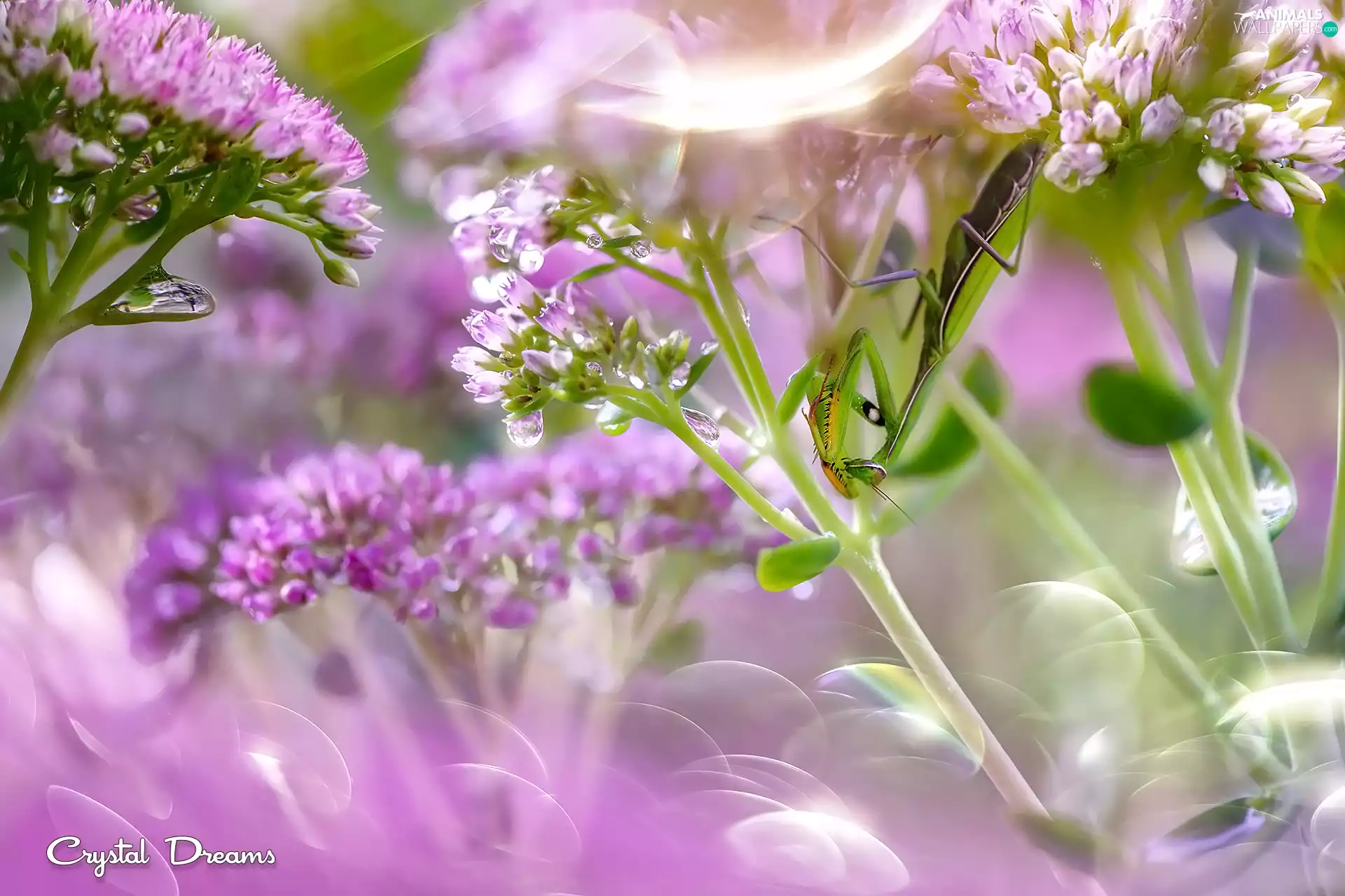 mantis, Flowers, blur, Pink