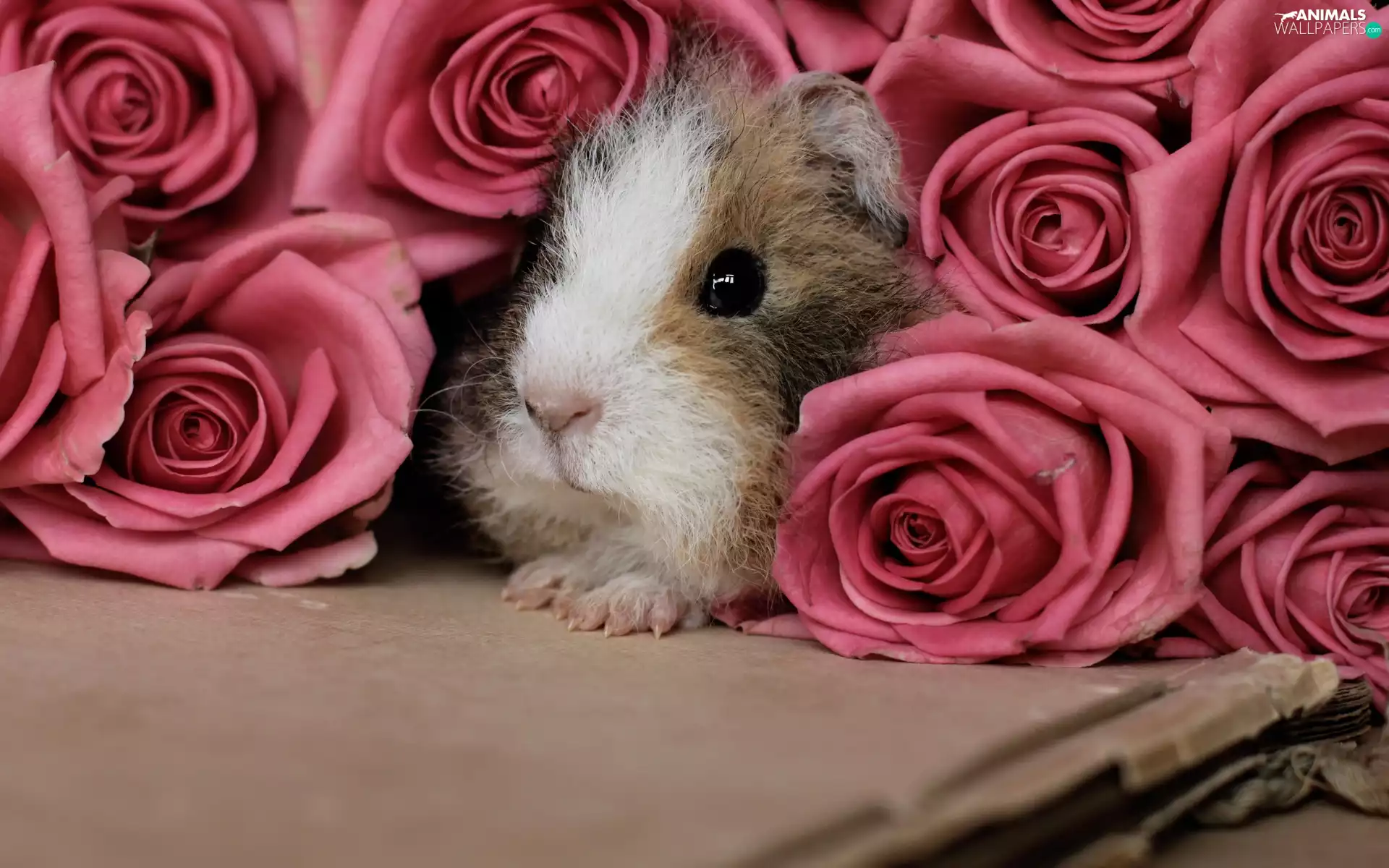 roses, guinea pig, Pink