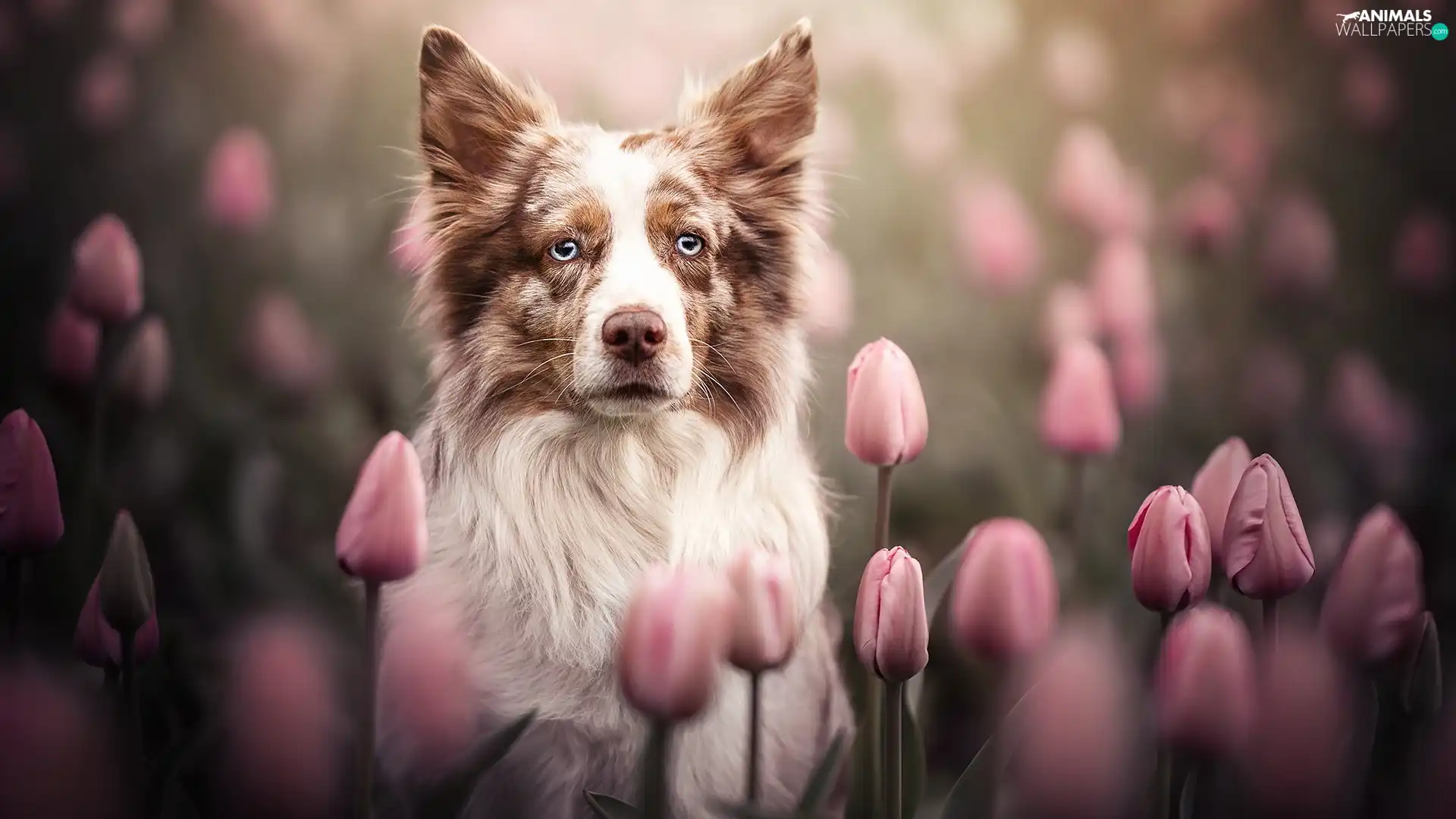 dog, Pink, Tulips, Border Collie