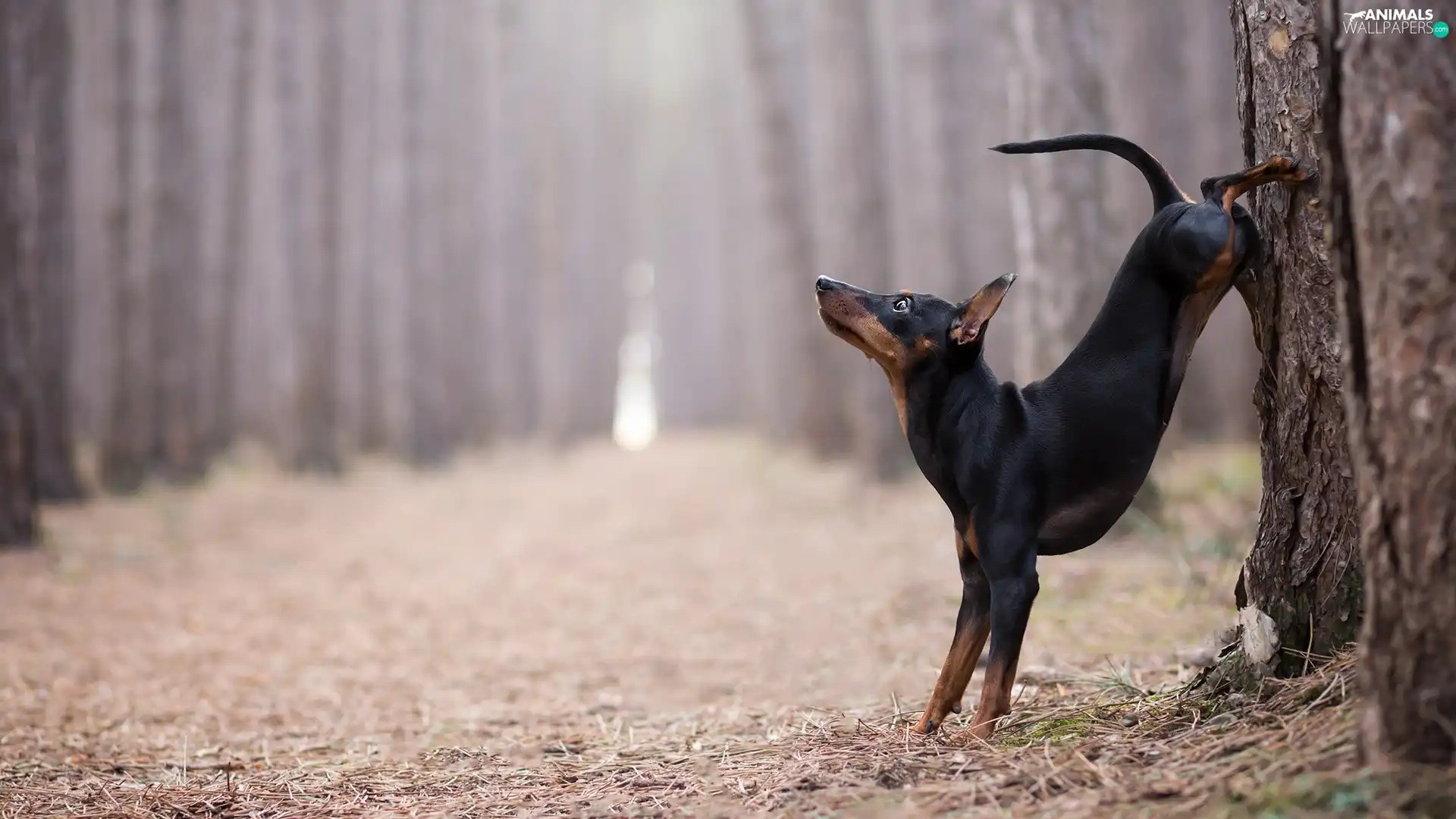 dog, trees, forest, Pinscher