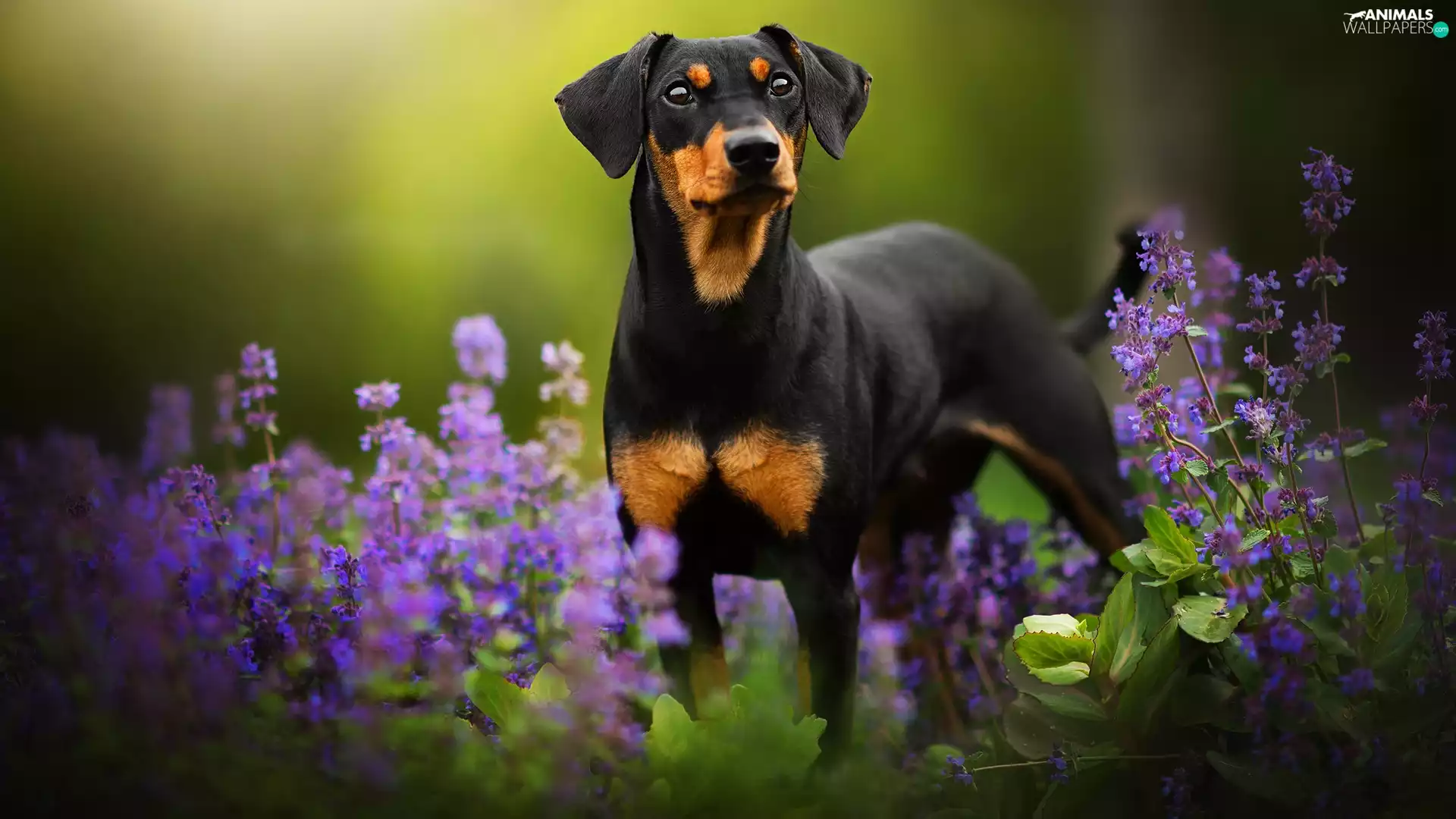 Flowers, dog, miniature Pinscher