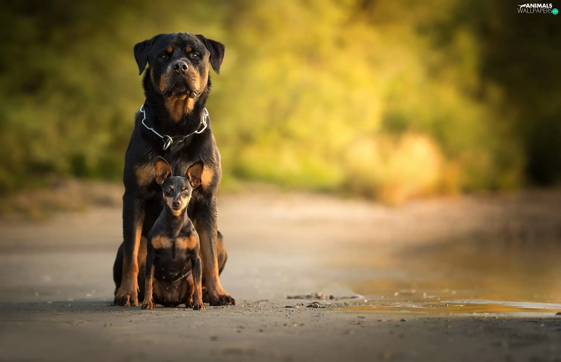 Rottweiler, miniature Pinscher