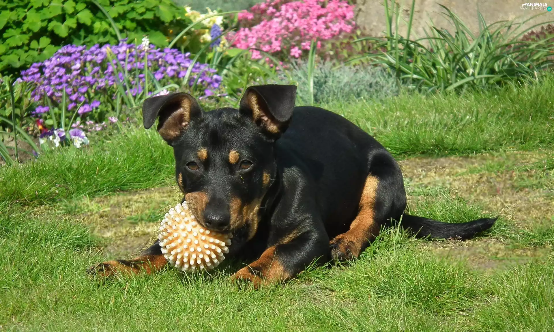 Pinscher, dog, Puppy