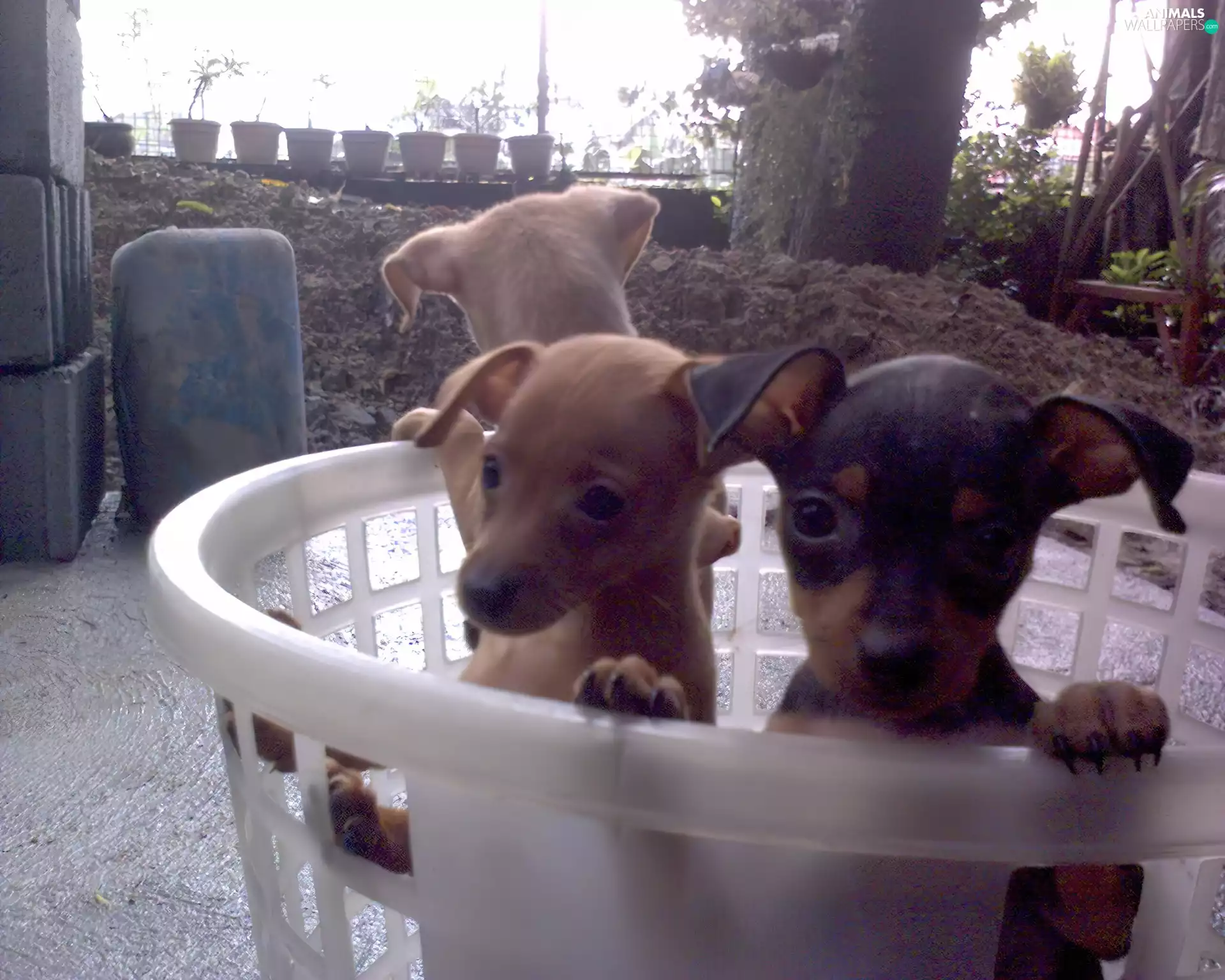 miniature Pinschers, Three, little doggies