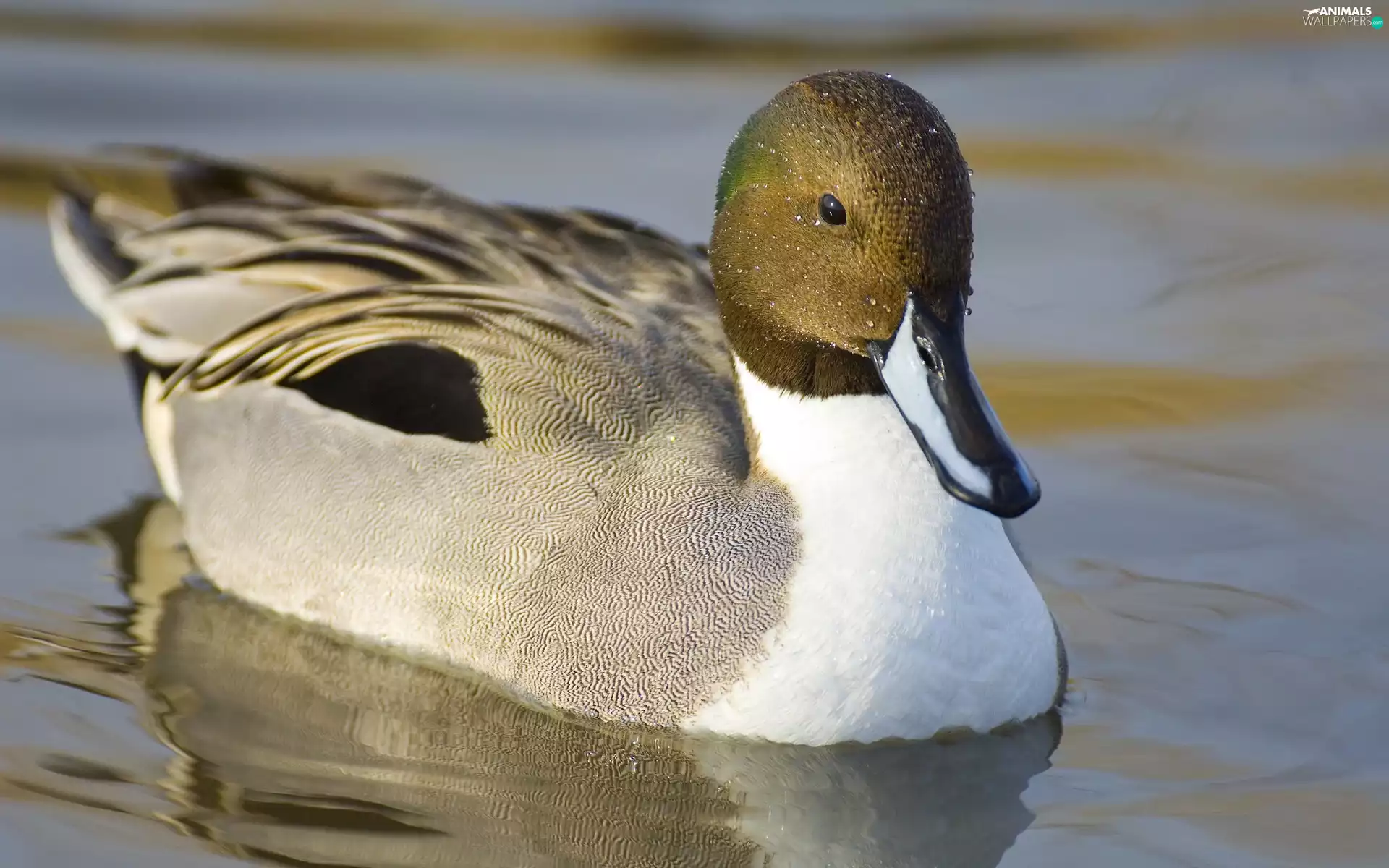 Pintail, water, drake