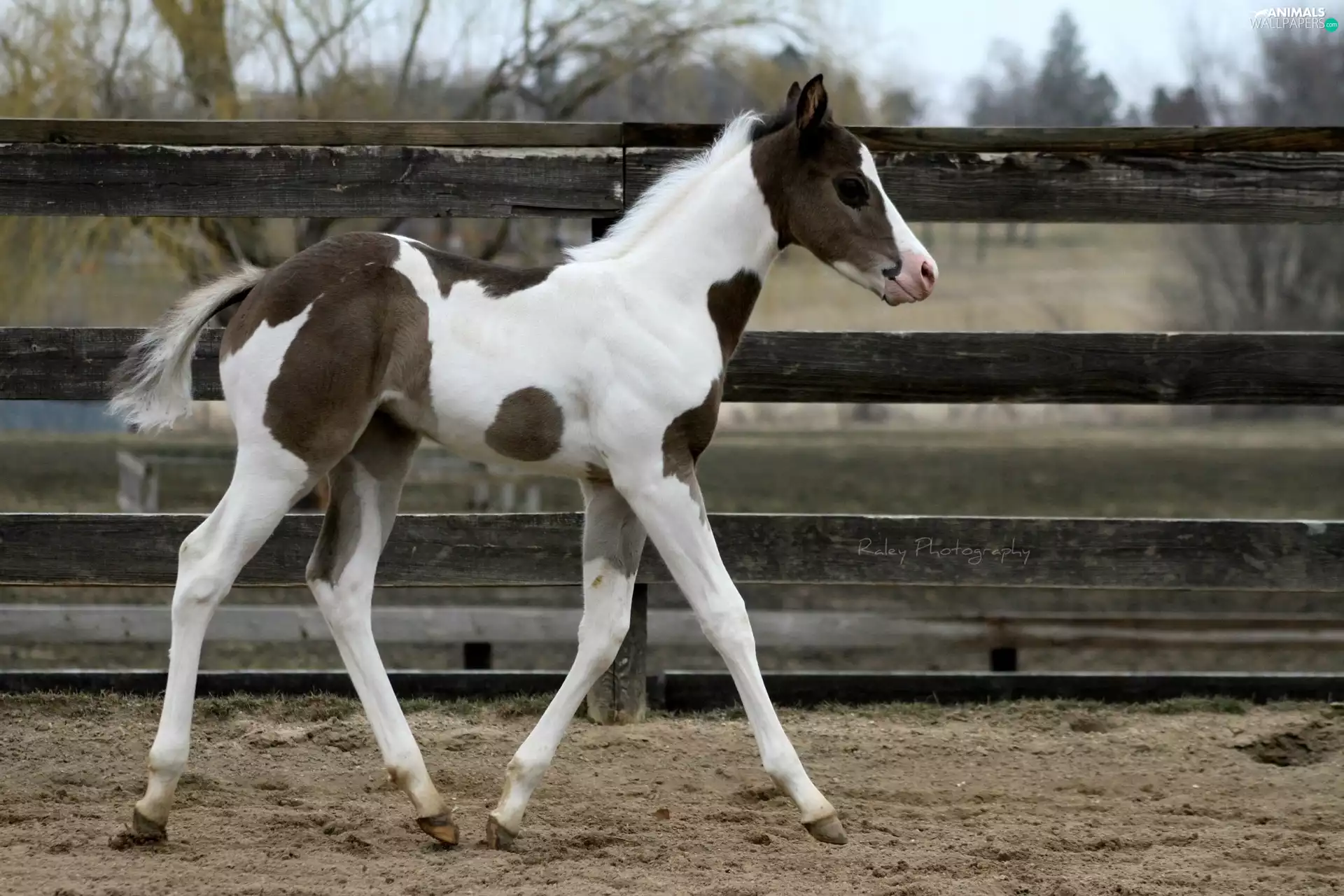 small, Colt, fence, pinto