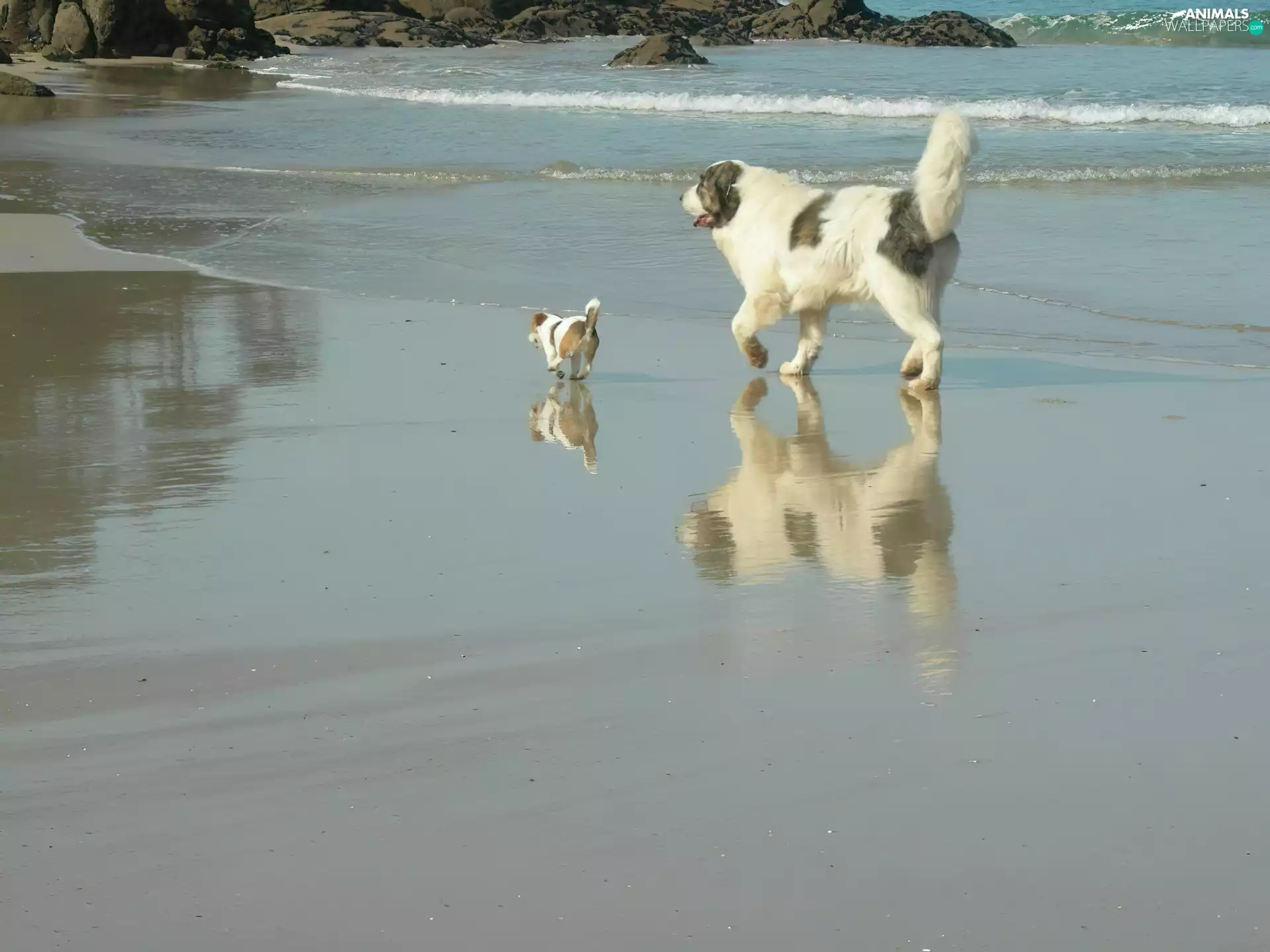 Puppy, adult, Mastif pirenejski