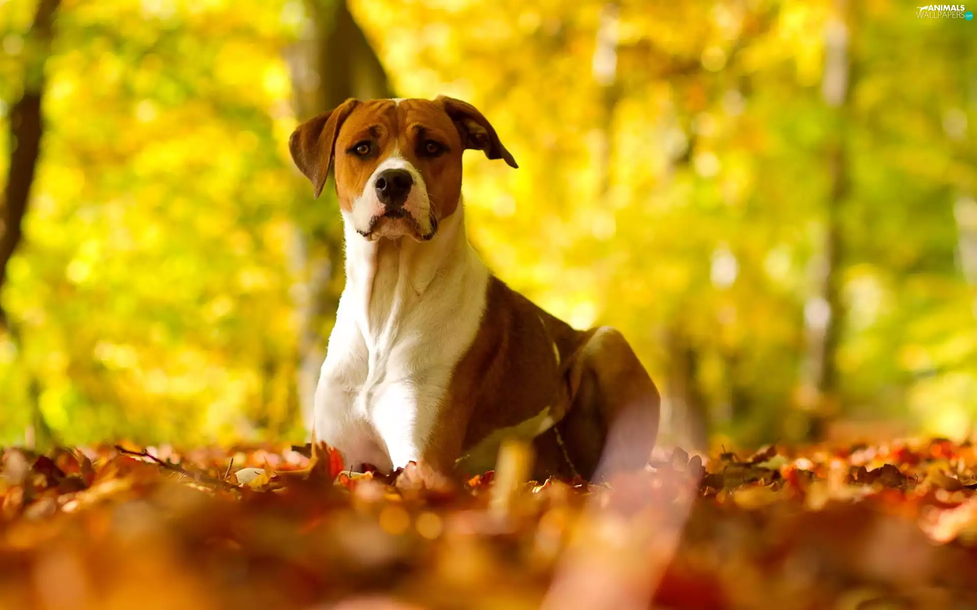 Leaf, Pit Bull Terrier, Autumn