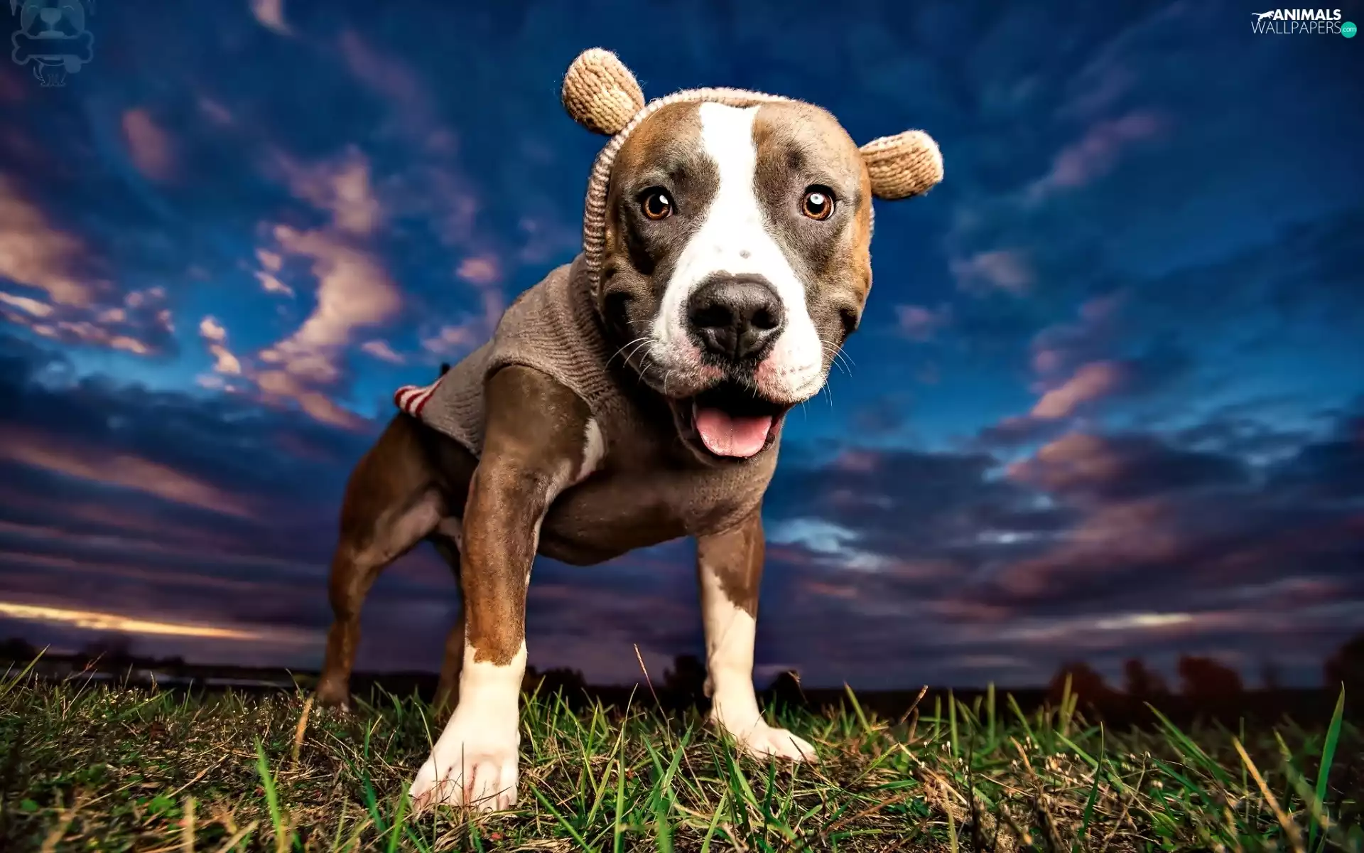 dog, grass, Sky, Pit Bull Terrier