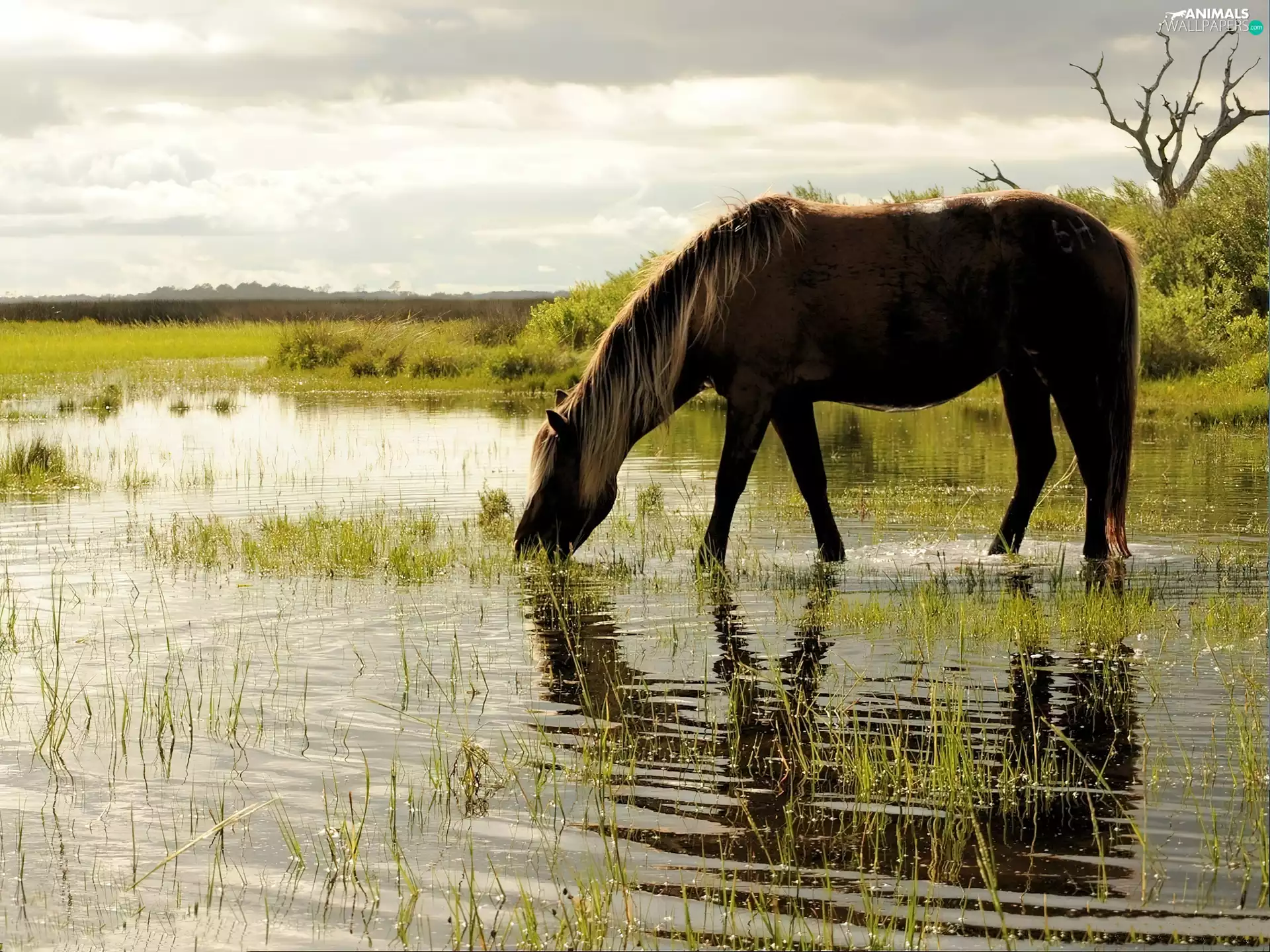 bayou, Horse, watering place