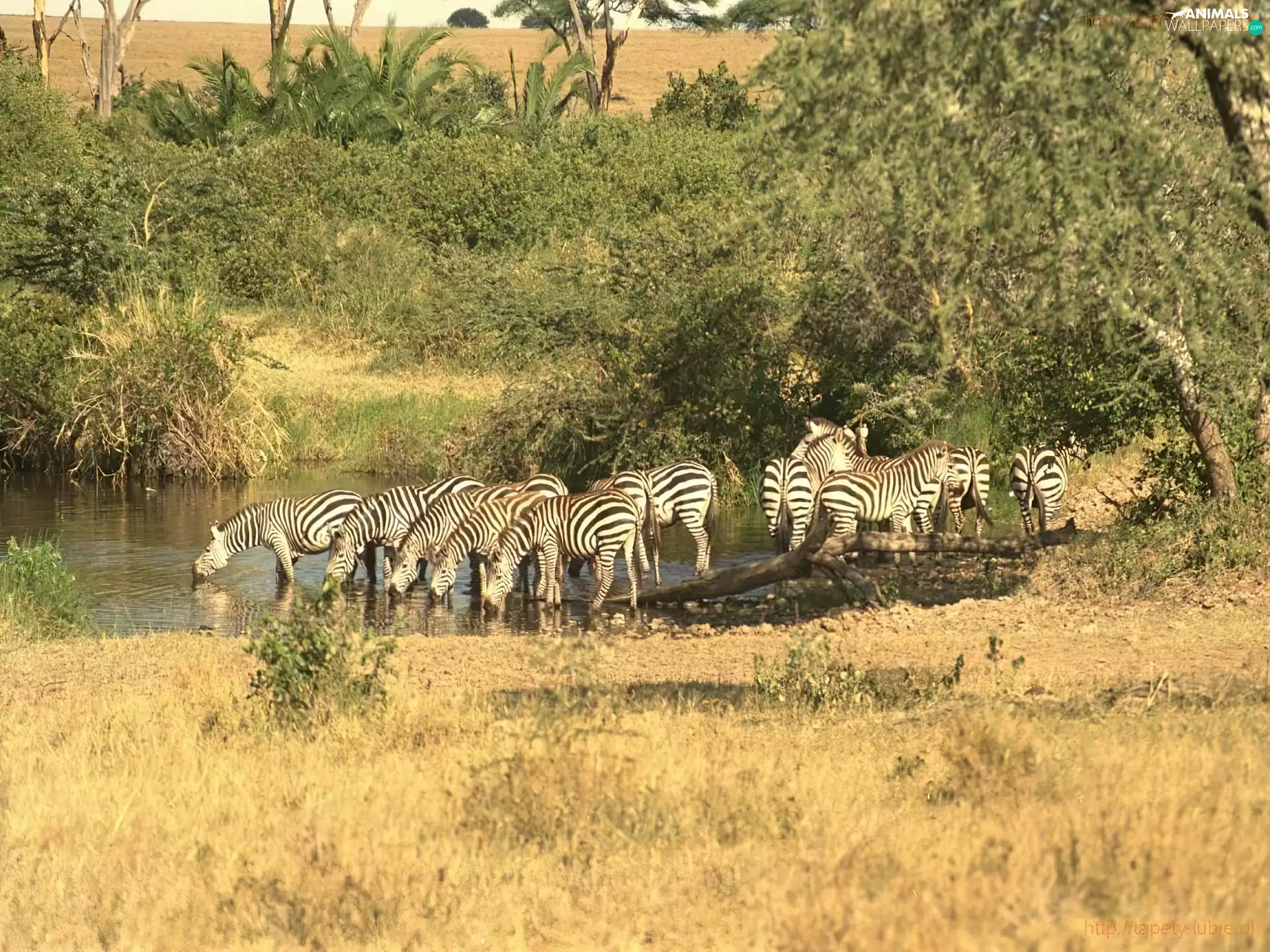 oasis, zebra, watering place