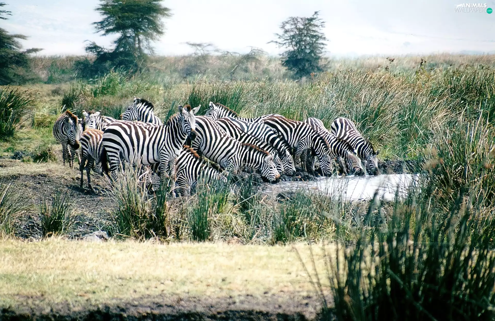 trees, zebra, watering place, River, viewes, grass