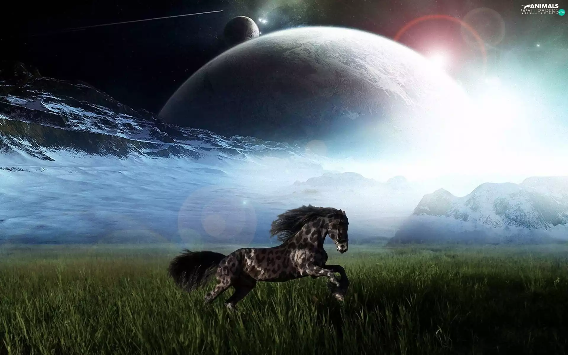 Planets, Horse, grass