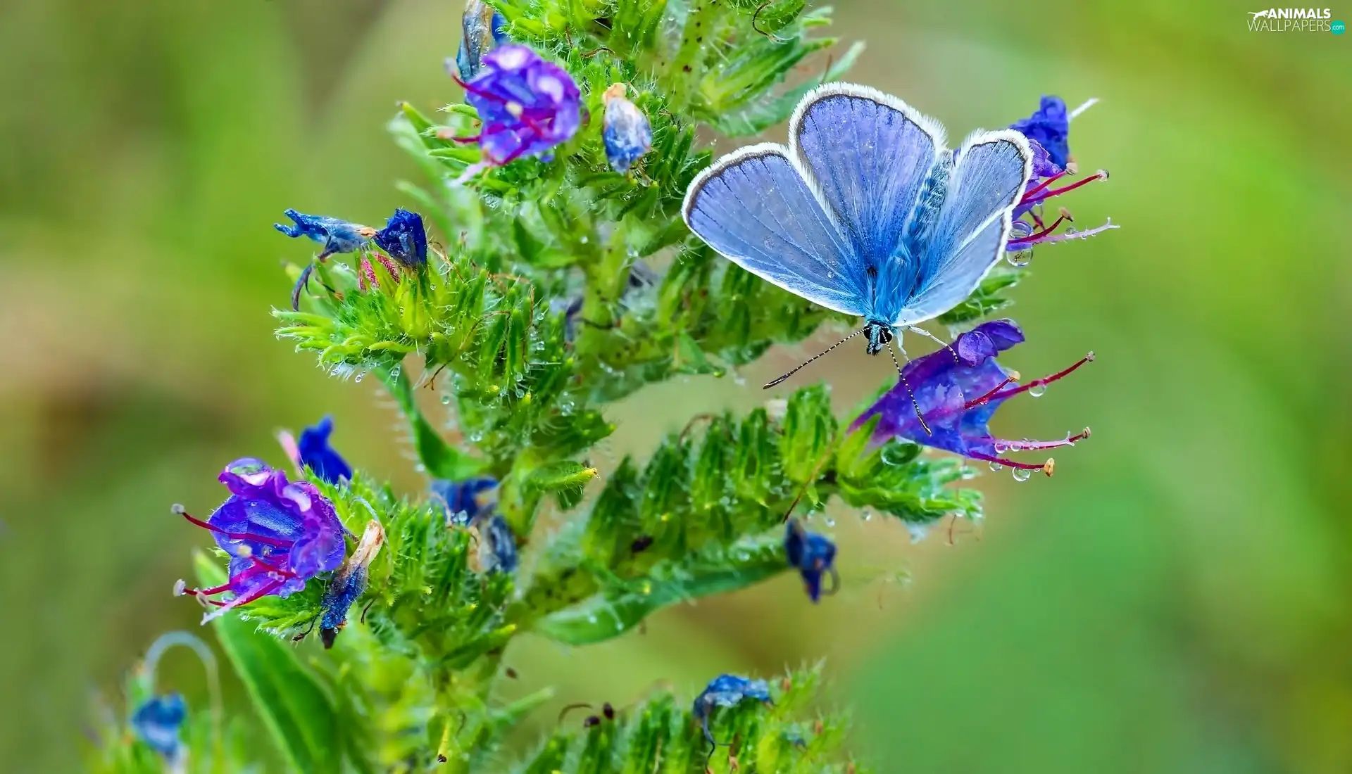 blue, Blossoming, plant, butterfly