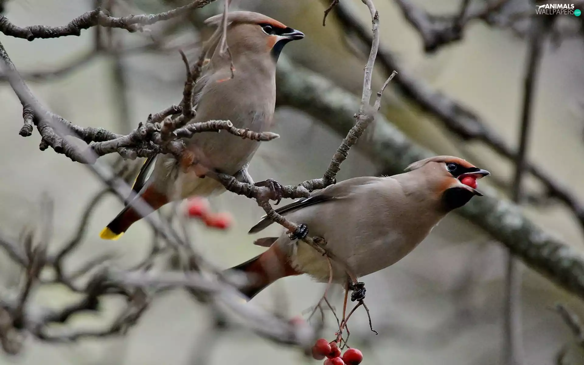 Two, Plant, branch pics, Waxwings