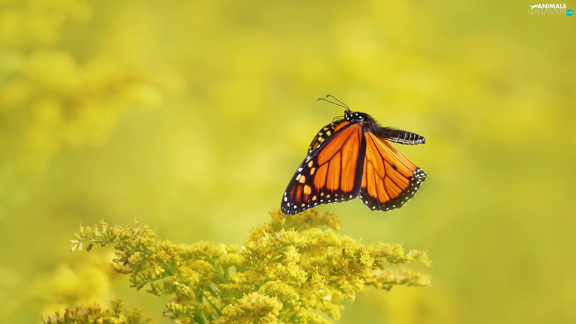 butterfly, Yellow Honda, plant, Monarch Butterfly