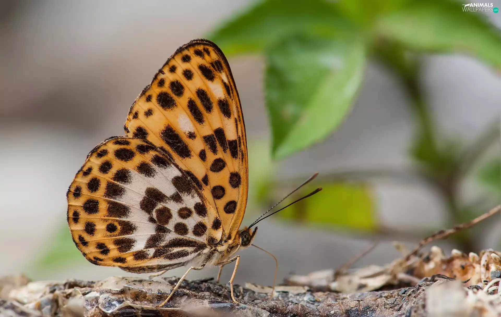 plant, Insect, butterfly