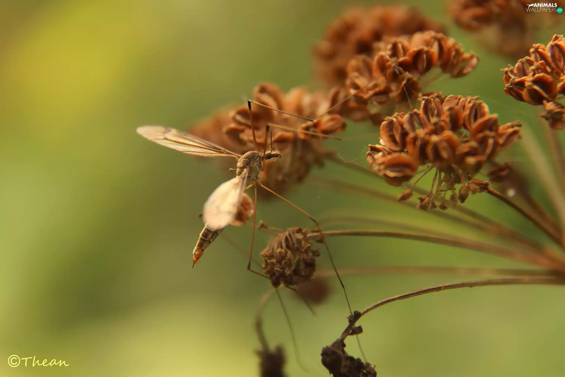 plant, mosquito, dry