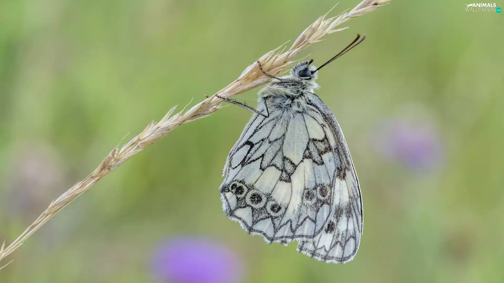 butterfly, plant, grass, marbled chessboard