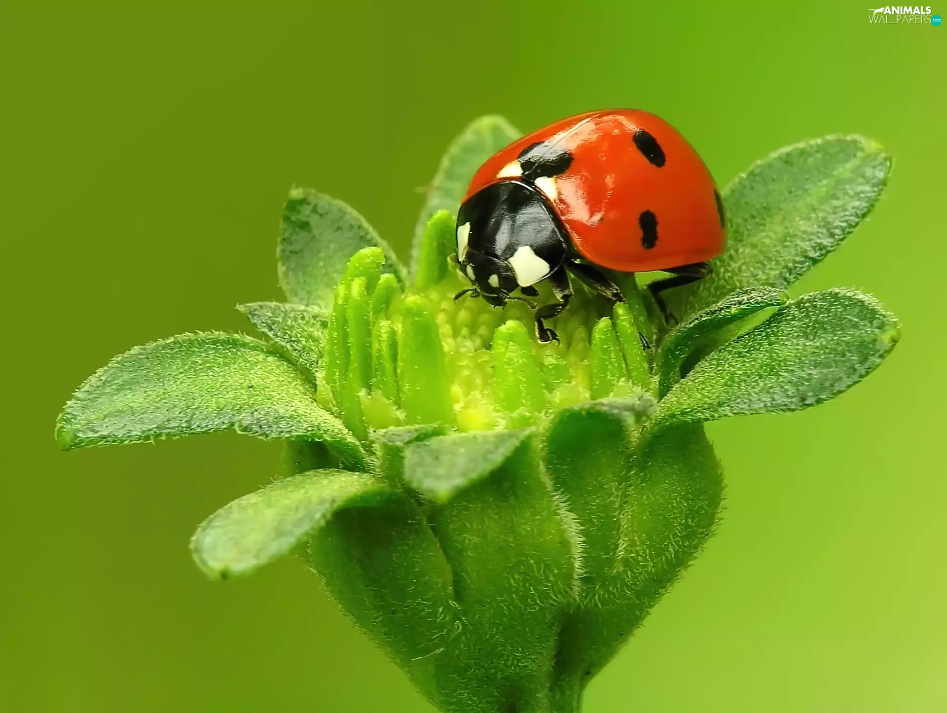 plant, ladybird, Green
