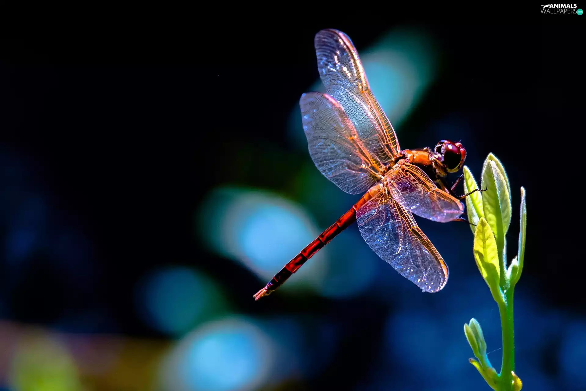 Leaf, dragon-fly, plant