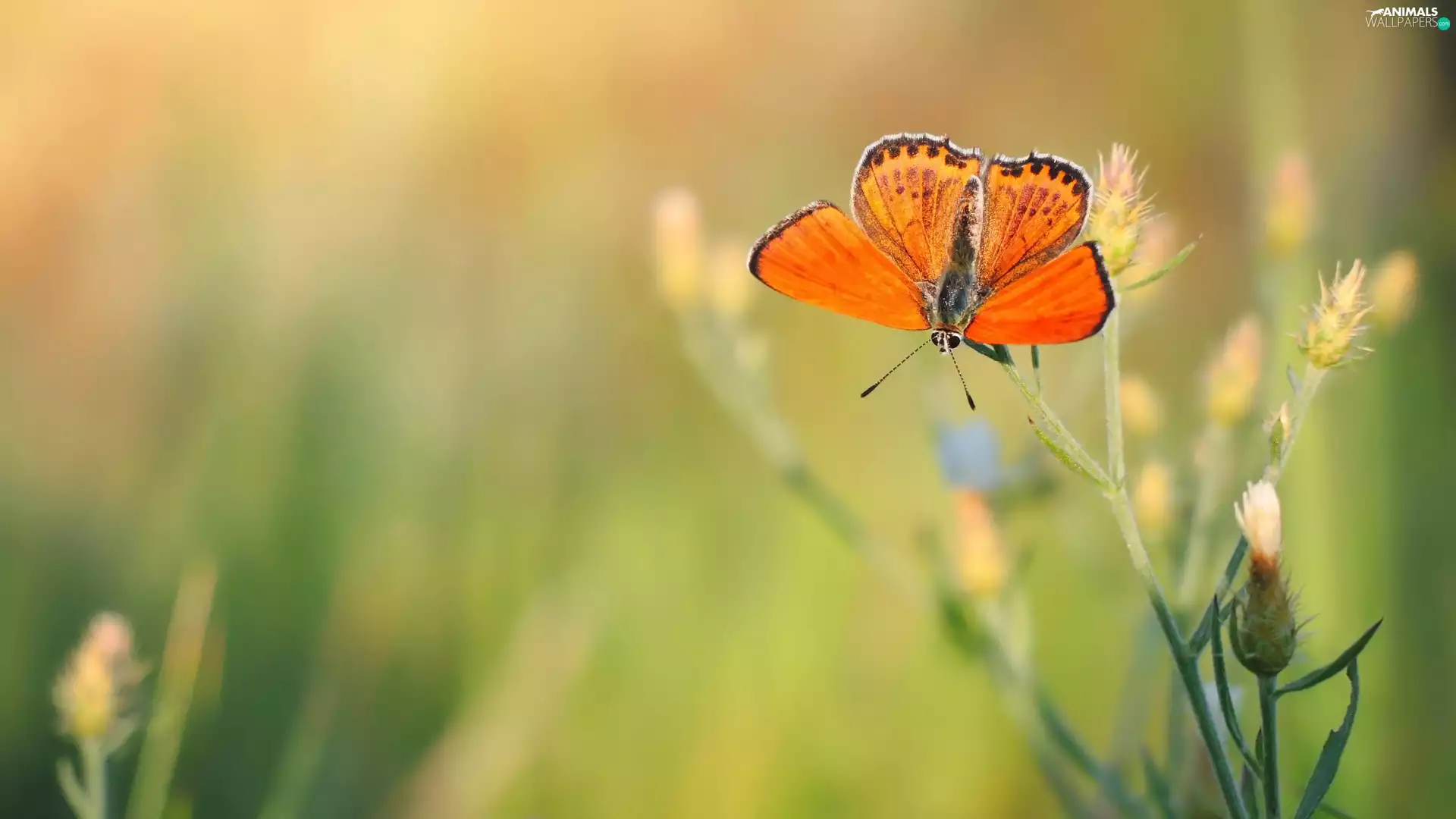 plant, butterfly, Lycaena