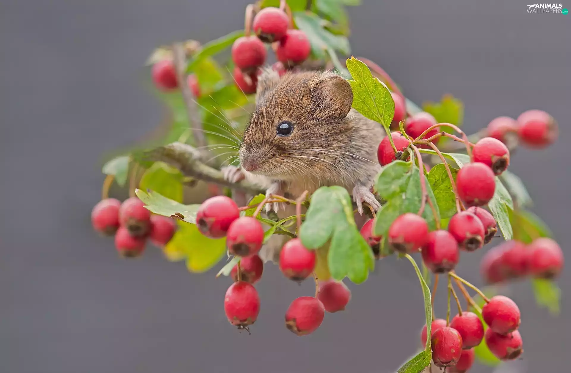 mouse, Wild, rose, plant