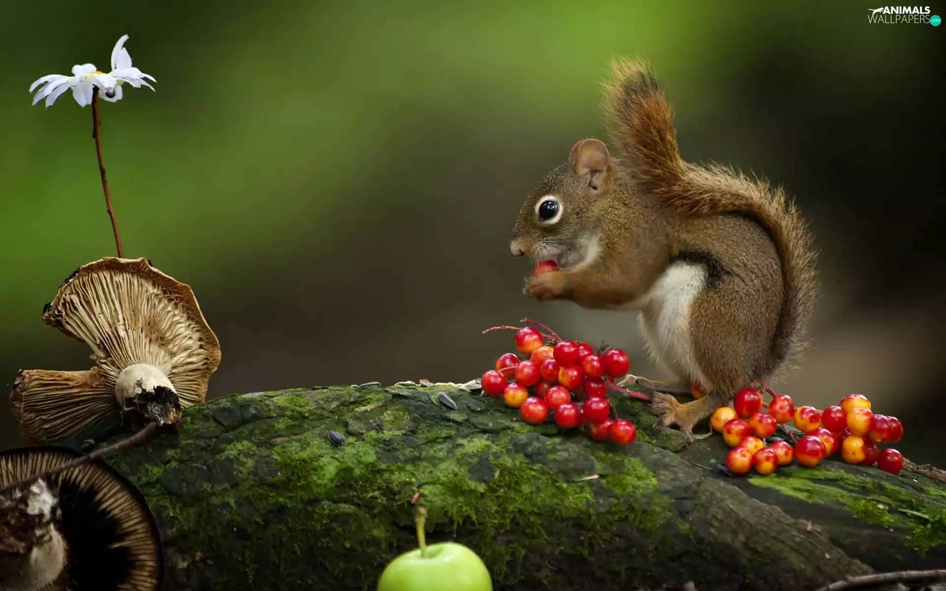 Plant, squirrel, mushroom
