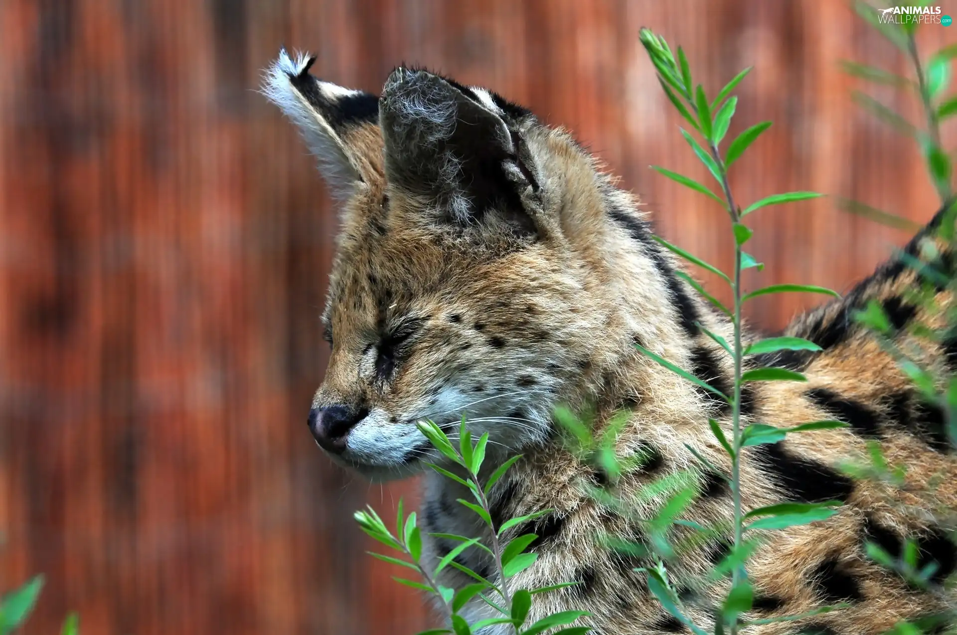 plant, Serval, profile