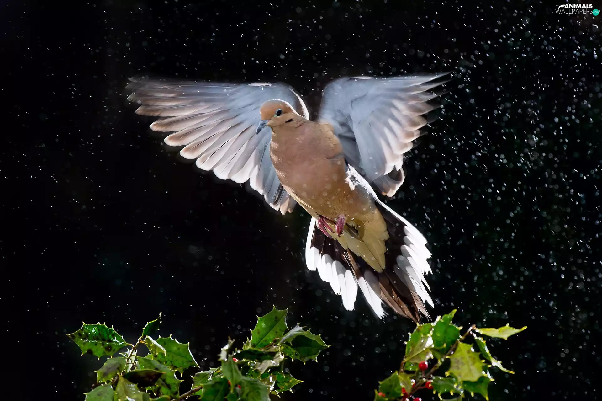 pigeon, plant, Rain, Collared Dove