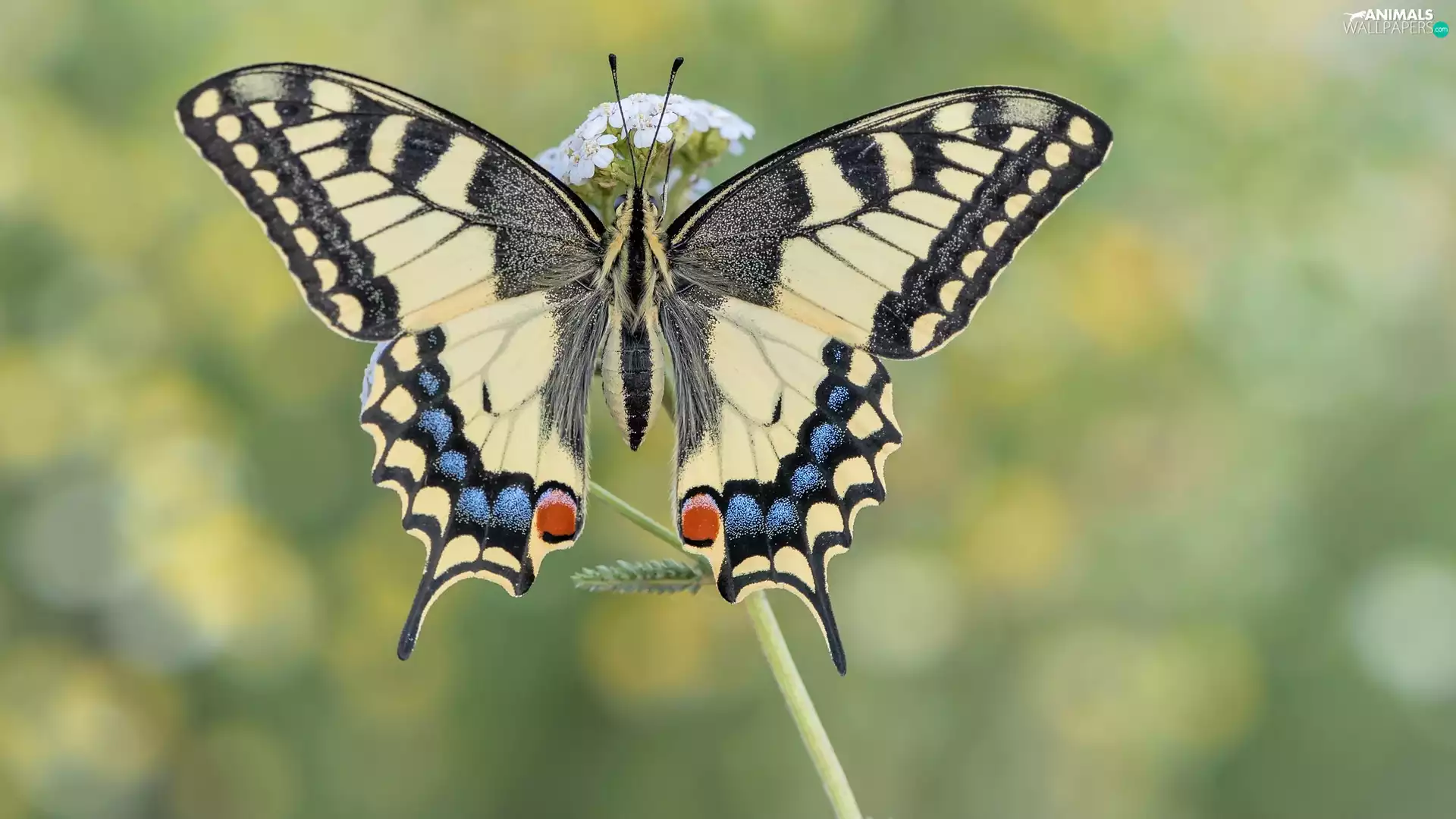 butterfly, plant, rapprochement, Oct Queen