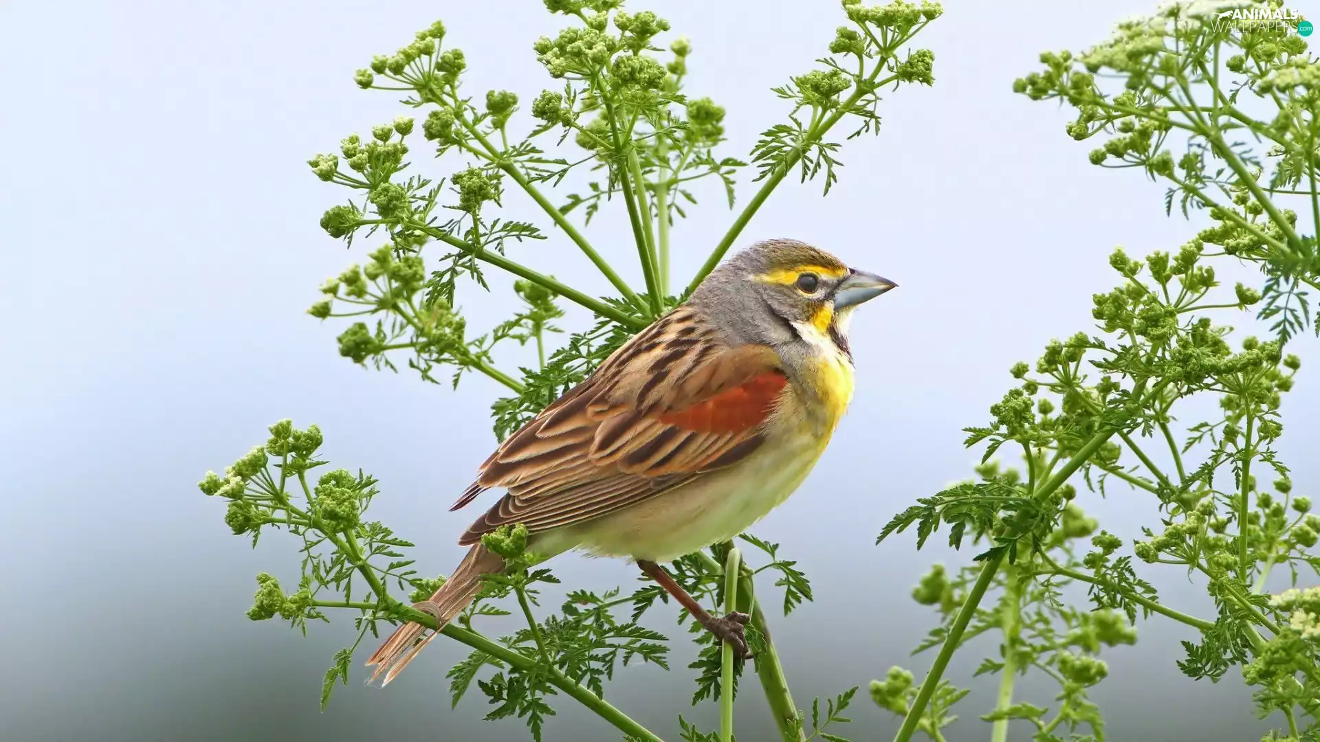 plant, Bird, sparrow