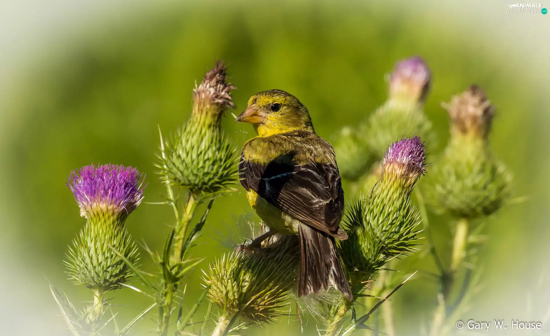Bird, plant, teasel, American Goldfinch