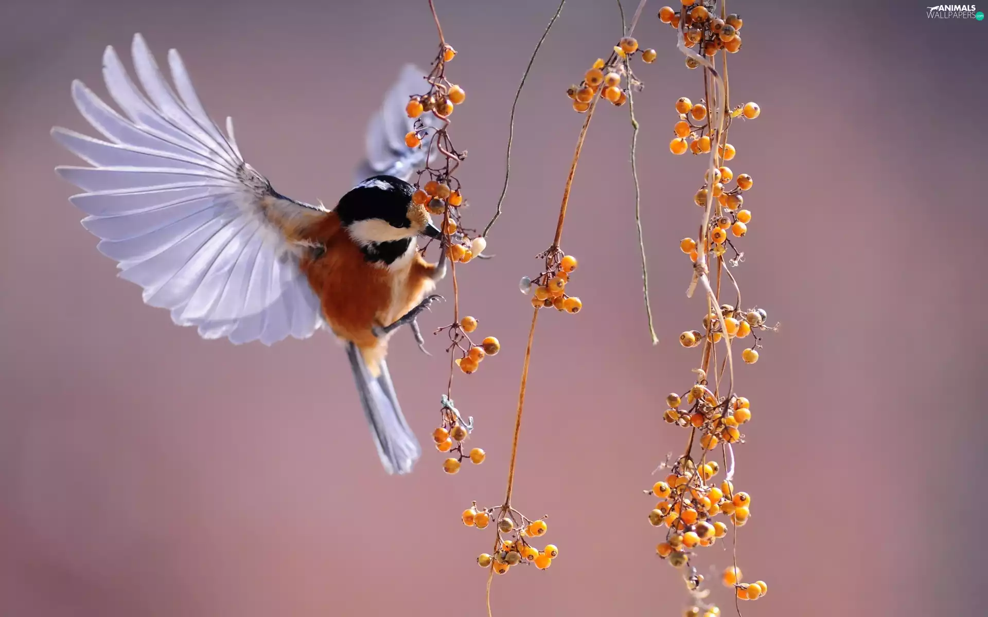 tit, Bird, wings, plant, spread, tit