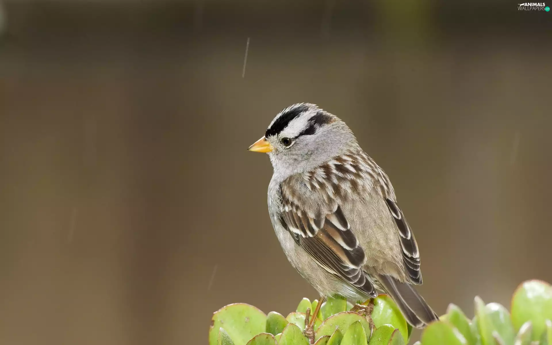 Rain, plant, Zonotrichia, sparrow, Bird