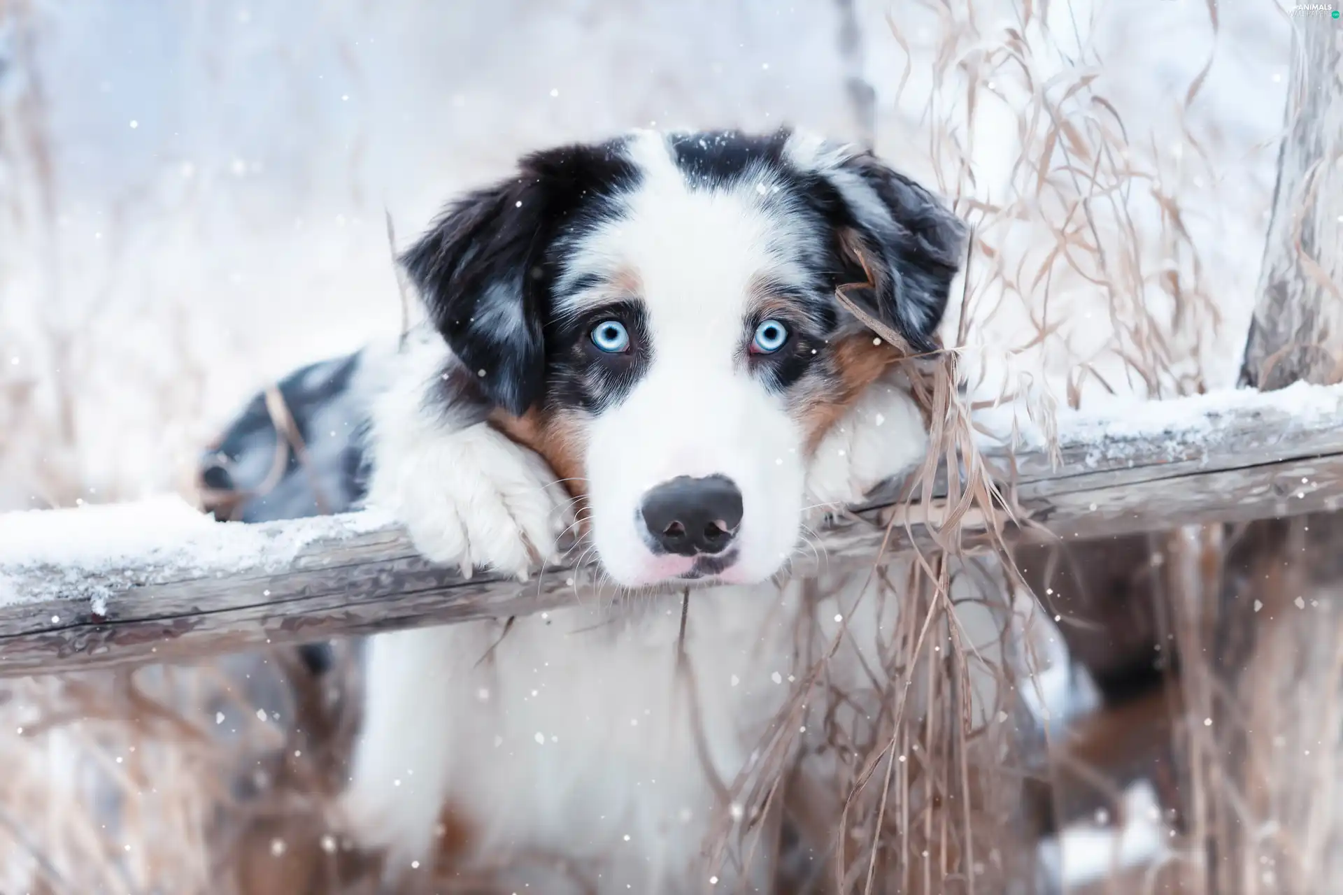 Blue, dog, beam, Plants, Eyes, Australian Shepherd